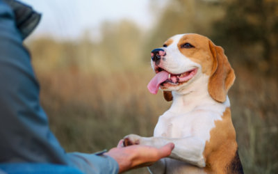 Dog Training Company For Sale