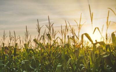 Farm to Fortune: Why Agribusinesses Are in Demand Among Strategic Buyers